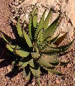 Foto: Aloe melanacantha