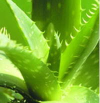 Foto: Aloe pravá
