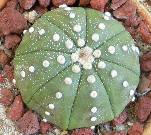 Foto: Astrophytum asterias