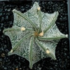 Foto: Astrophytum capricorne