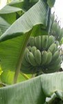Foto: Banánovník ovocný
