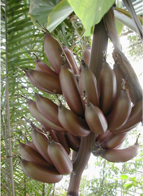 Foto: Banánovník rajský