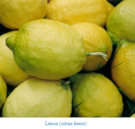 Foto: Citroník limonový