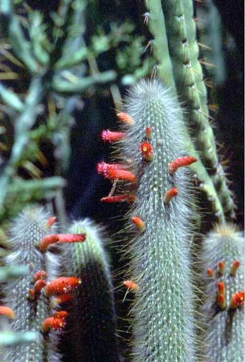 Foto: Cleistocactus jujuyensis