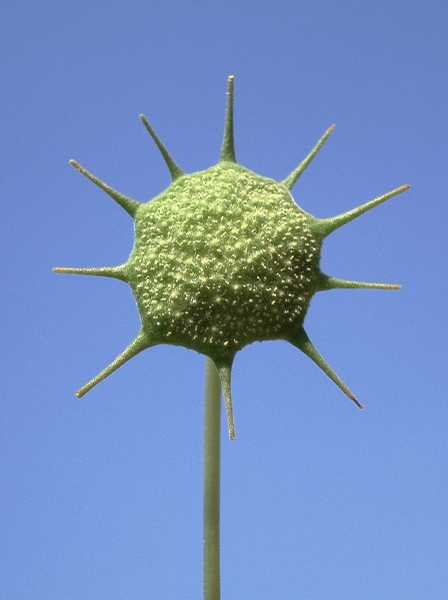 Foto: Dorstenia