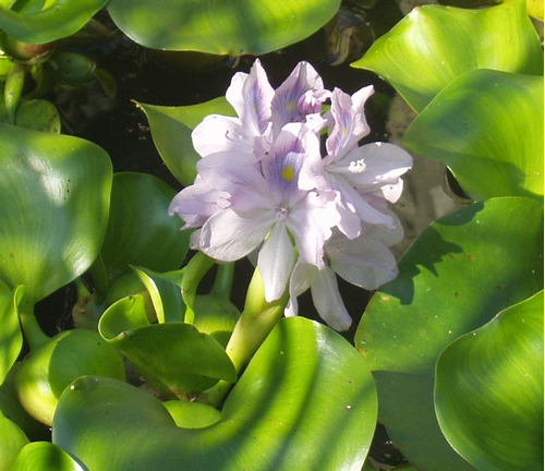 Foto: Hyacint východní 