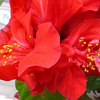 Foto: Ibišek čínská růže