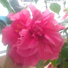 Foto: Ibišek čínská růže