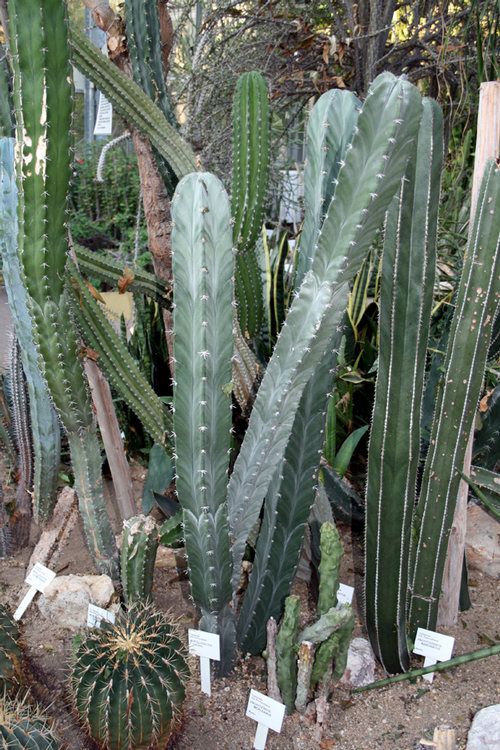 Foto: Kaktus