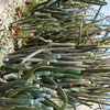 Foto: Kaktus