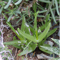 Foto: Mitrophyllum dissitum