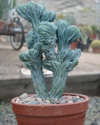 Foto: Myrtillocactus