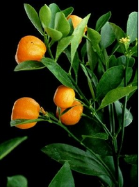 Foto: Pomerančovník zakrslý