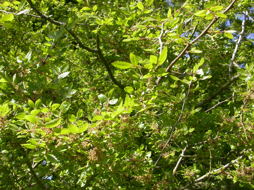 Foto: Quercus abelicea