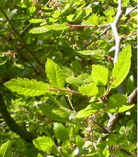 Foto: Quercus abelicea