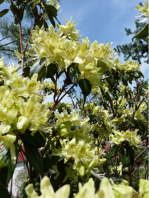 Foto: Rododendron ambiguum