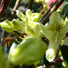 Foto: Rododendron ambiguum