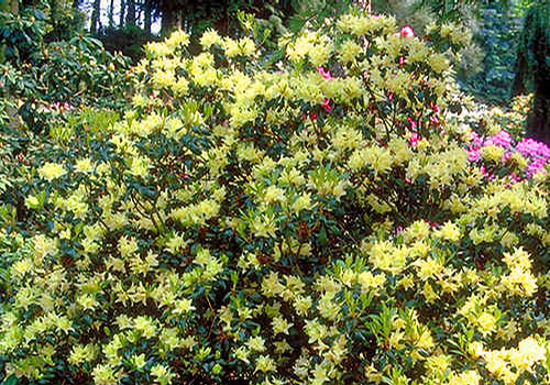 Foto: Rododendron ambiguum