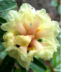Foto: Rododendron anthopogon