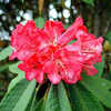 Foto: Rododendron arboreum