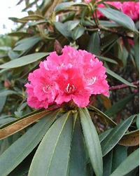 Foto: Rododendron arboreum