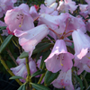 Foto: Rododendron argyrophyllum