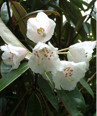 Foto: Rododendron argyrophyllum