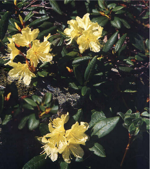 Foto: Rododendron aureum