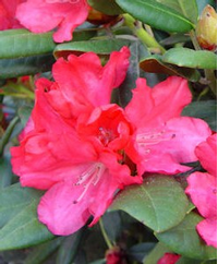 Foto: Rododendron ´bambola´
