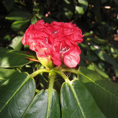 Foto: Rododendron barbatum
