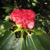 Foto: Rododendron barbatum