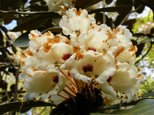 Foto: Rododendron basilicum