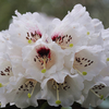 Foto: Rododendron basilicum