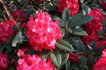 Foto: Rododendron ´berliner liebe´