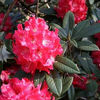 Foto: Rododendron ´berliner liebe´