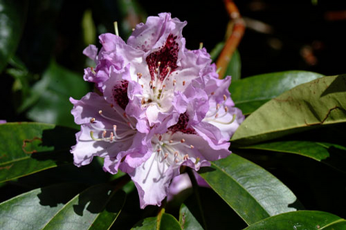Foto: Rododendron ´blue peter´