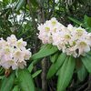 Foto: Rododendron brachycarpum