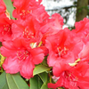 Foto: Rododendron ´britannia´