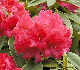 Foto: Rododendron ´britannia´