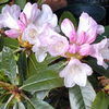Foto: Rododendron bureavii