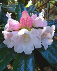 Foto: Rododendron bureavii