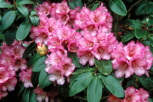 Foto: Rododendron campanulatum