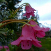Foto: Rododendron campylogynum