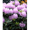 Foto: Rododendron ´catawbiense boursault´