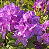 Foto: Rododendron ´catawbiense boursault´