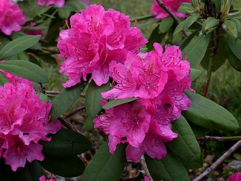 Foto: Rododendron ´catharine van tol´