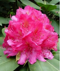 Foto: Rododendron ´catharine van tol´