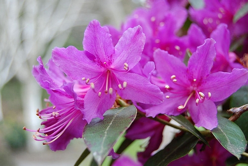 Foto: Rododendron concinnum