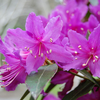 Foto: Rododendron concinnum