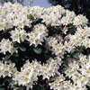 Foto: Rododendron ´cunningham´s white´